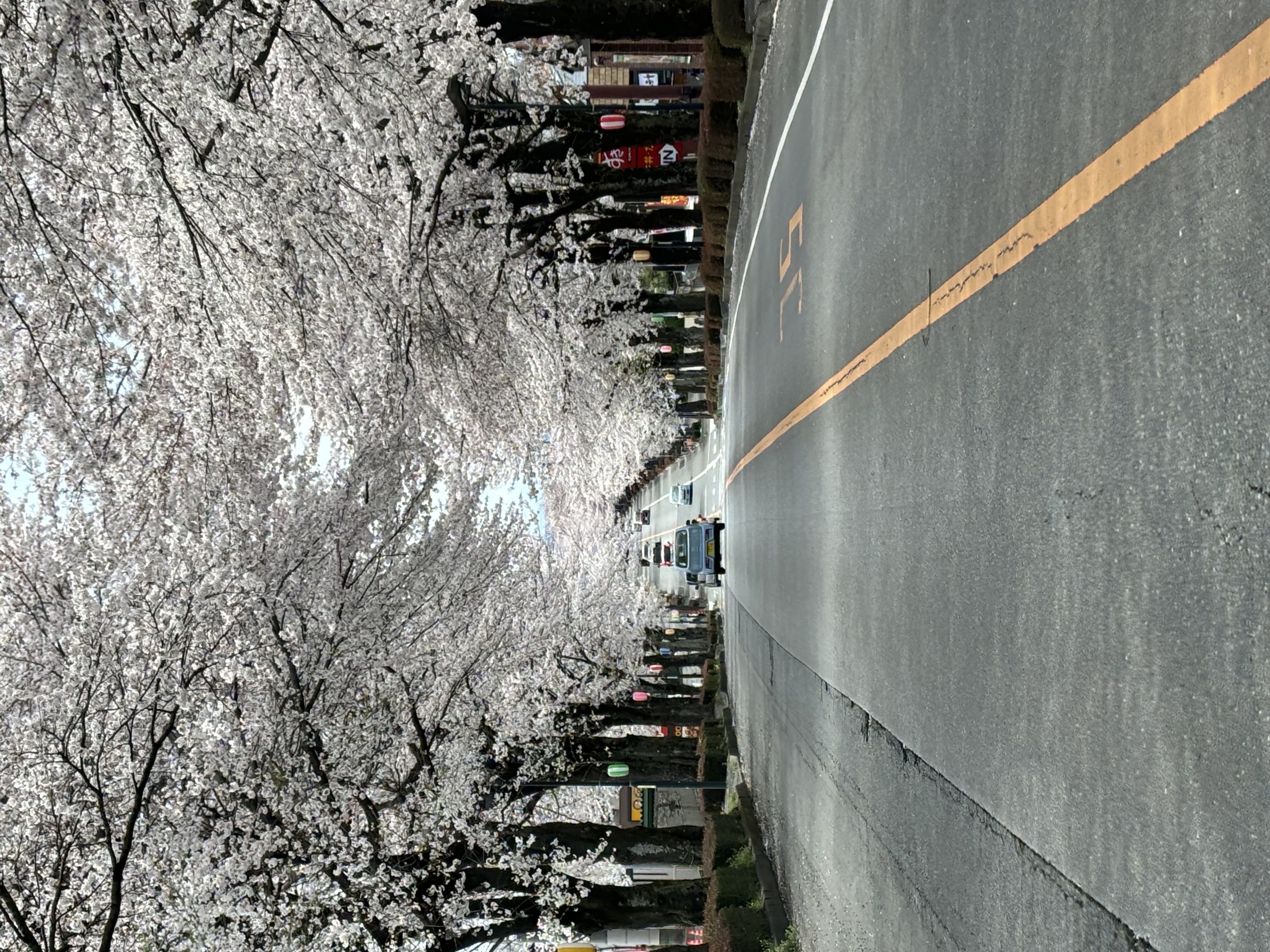 桜　part２ 画像